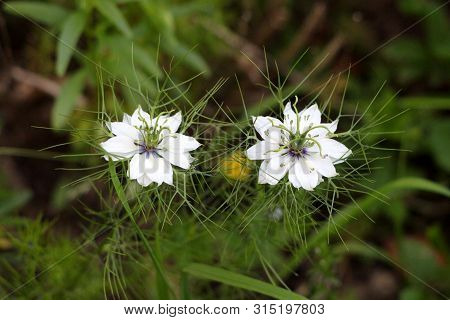 Two Black Cumin Or Nigella Sativa Or Black Caraway Or Nigella Or Roman Coriander Or Kalojeere Or Kal