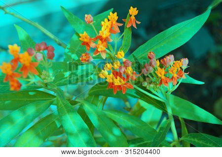 Red And Yellow Flowers Amongst Green Leaves