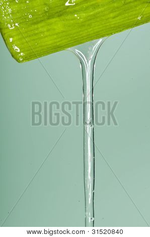 Aloe