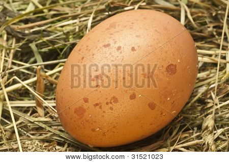 Egg