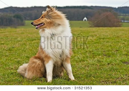 Cachorro Collie