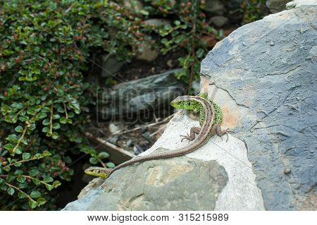 The European Green Lizard Lacerta Viridis. Reptile Close Up. Lizard Close Up Shot. Nature Background