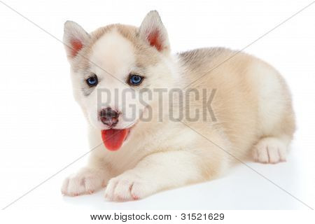 Puppy A Husky , Isolated.