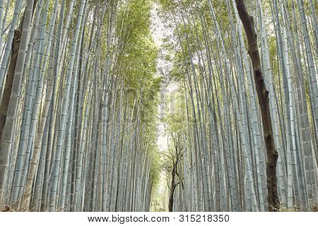 View From Below Of A Bamboo Forest In Arashiyama, Japan On A Spring Day.