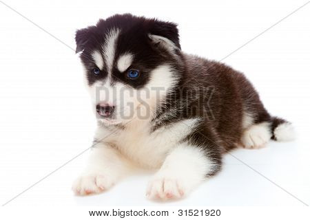 Puppy A Husky , Isolated.