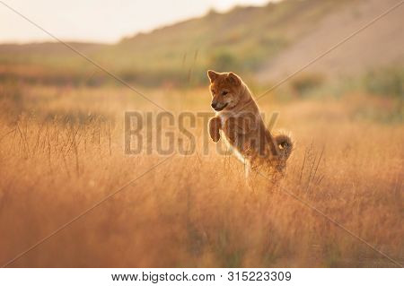 Cute And Crazy Young Red Shiba Inu Puppy Dog Running Fast And Jumping In The Meadow At Golden Sunset