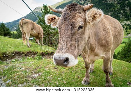 Cow Face , Selective Focus On A Mountain Side.vall De Nuria In Catalan Pyrenees, Spain.