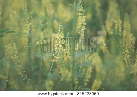 Yellow Flower Of Herbal Melilotus Officinalis In The Field
