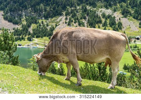 Cow Eating Grass On A Mountain Side. Vall De Nuria, Catalan Pyrenees, Spain.