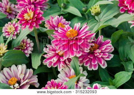 Blooming Flowerbed Tsiniya Flowers In The Park