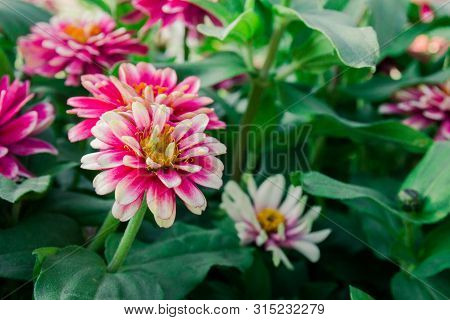 Blooming Flowerbed Tsiniya Flowers In The Park