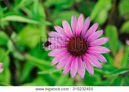 Echinacea Flower Purple , Close-up Flower Bloomed In The Garden.
