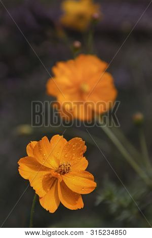Beautiful Flower Tsiniya From The Summer Garden