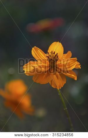 Beautiful Flower Tsiniya From The Summer Garden