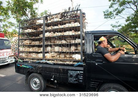 鶏トランスポート