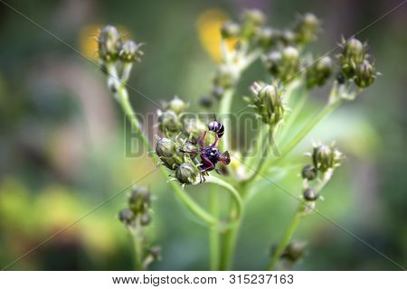 Sceliphron Species Wasp On A Thistle Flower. Rear View.