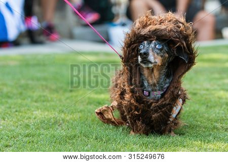 A Dachshund Wears A Wookiee Costume At A Pet Parade And Costume Contest.