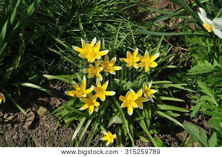 Late Tulips With Star Shaped Yellow And White Flowers In A Garden