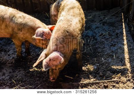 Two Pigs In A Pigpen At Farmyard