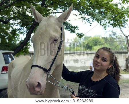 Pyatigorsk,russia - August 03,2019:portrait Of A Akhal-teke Horse Ahd Trainer On Twentieth Mass-meet