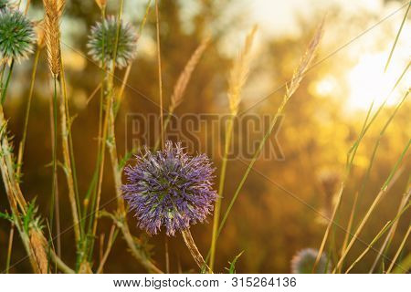 Single Globe Thistle Echinops Sphaerocephalus Pointed Head Of A Blue Flower In The Field At Sunset I