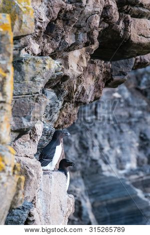 Two Razorbills Perched On The Steep Cliffs At Whaligoe Harbour Near Wick In Caithness In Scotland