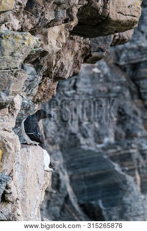 A Razorbill Perched On The Steep Cliffs At Whaligoe Harbour Near Wick In Caithness In Scotland