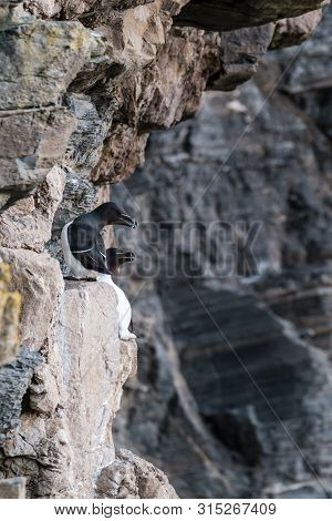 Two Razorbills Perched On The Steep Cliffs At Whaligoe Harbour Near Wick In Caithness In Scotland