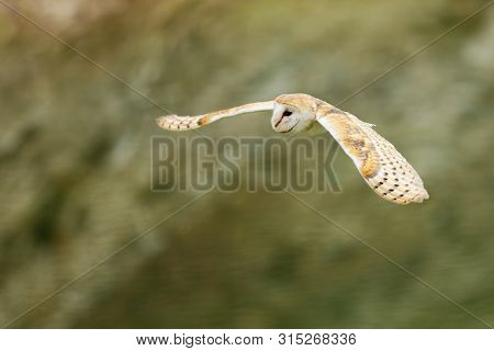 Tyto Alba - Barn Owl Is The Most Widespread Landbird Species In The World