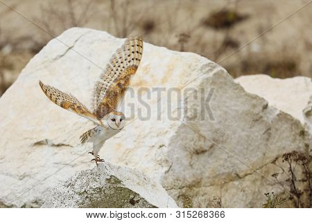 Barn Owl Is The Most Widespread Landbird Species In The World - Tyto Alba