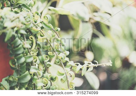 Fern In Nature Environment Greenery Concept