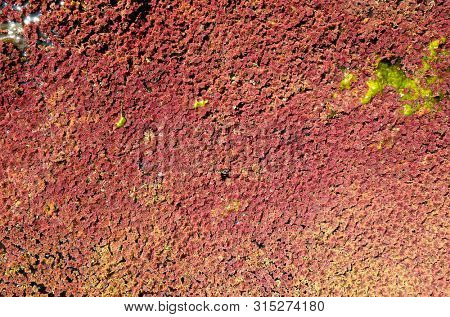 colorful red azolla floating of the river at winter at Wujie , Nantou, Taiwan