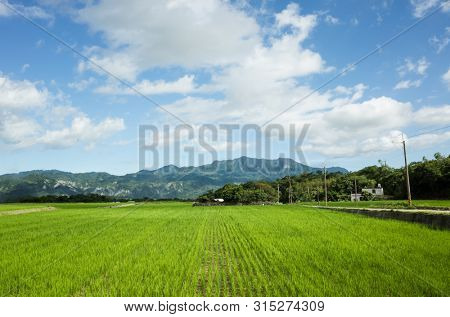 landscape of green paddy farm at countryside