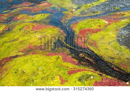 colorful red azolla floating of the river at winter at Wujie , Nantou, Taiwan