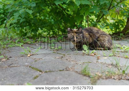 A Homeless Animal (cat) Sits On A Gray Tile Under A Bush In A City Park
