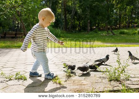 Little Boy Feeds Breadcrumbs Of Pigeons On A Walk On A Summer Sunny Day In A Green Park