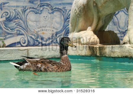 Pato