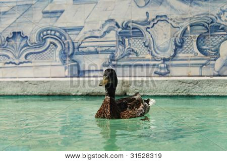 Pato