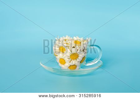 Chamomile Flowers In Transparent Glass Cup On Saucer On Blue Background. Crearive Concept Natural Ch