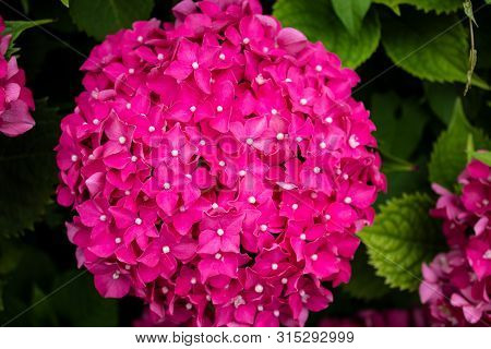 Hydrangea Blossom On A Sunny Day. Flowering Hydrangea Plant. Blooming Flowers In The Summer Garden. 