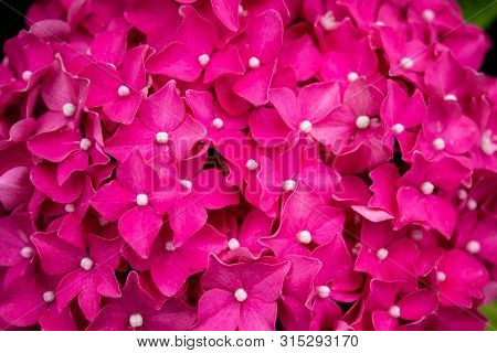 Hydrangea Blossom On A Sunny Day. Flowering Hydrangea Plant. Blooming Flowers In The Summer Garden. 
