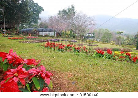 Colorful flower in garden