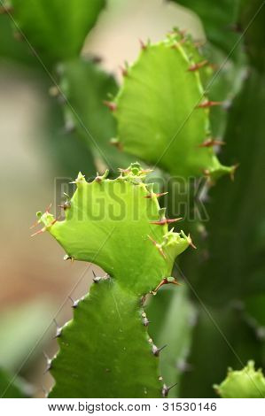 Exotic plants  Close-up of  cactus