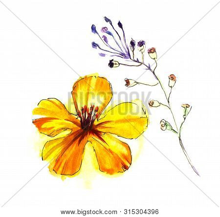 Yellow Gradient Five Petal Flower And Closed Bud Plant Isolated On White Background. Stages Of Devel