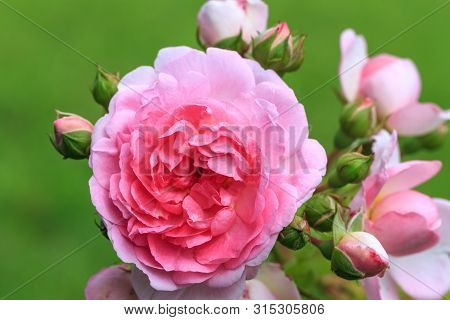 Blooming Pink Rose In The Garden On A Sunny Day.