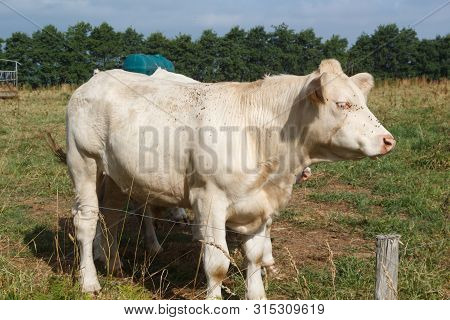 White Charolaise Cows In A Field In Brittany