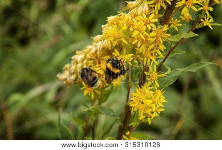 Portrait Of A Bee Collecting Nectar On A Goldenrod Flower