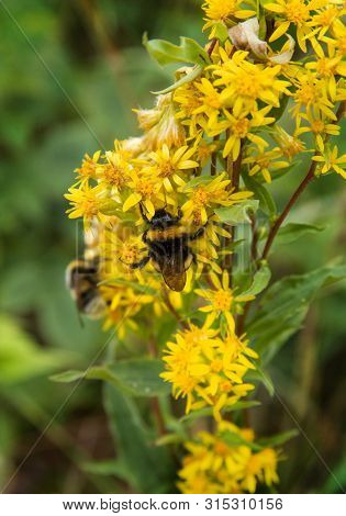 Two Bees Collects Nectar On A Flower Of Goldenrod