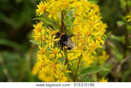 Bee Collects Nectar On A Flower Of Goldenrod