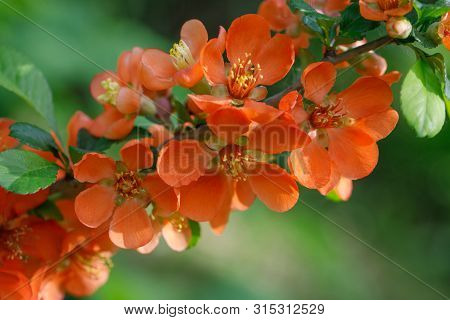 Summer Floral Background. Flower For Postcard, Greeting Card. Beautiful Red Flowers Quince, Queen-ap